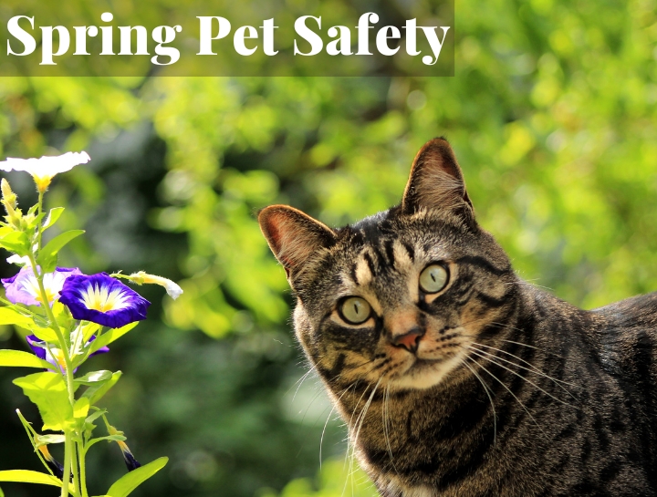 Spring Safety for Cats KC Cat Clinic